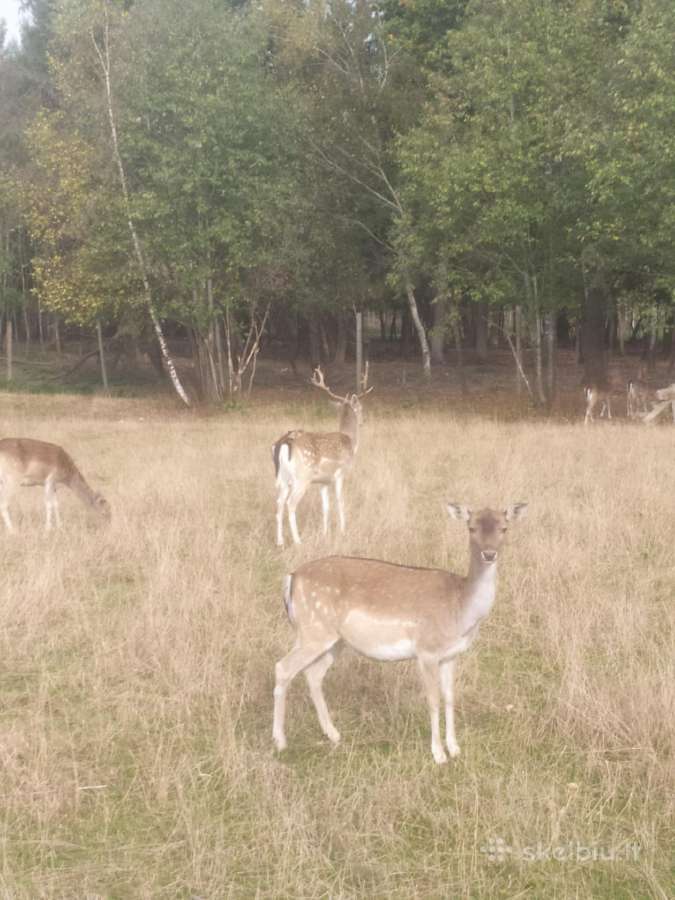 Parduodu Danielius. Patinai, pateles, jaunikliai - nuotraukos Nr. 15