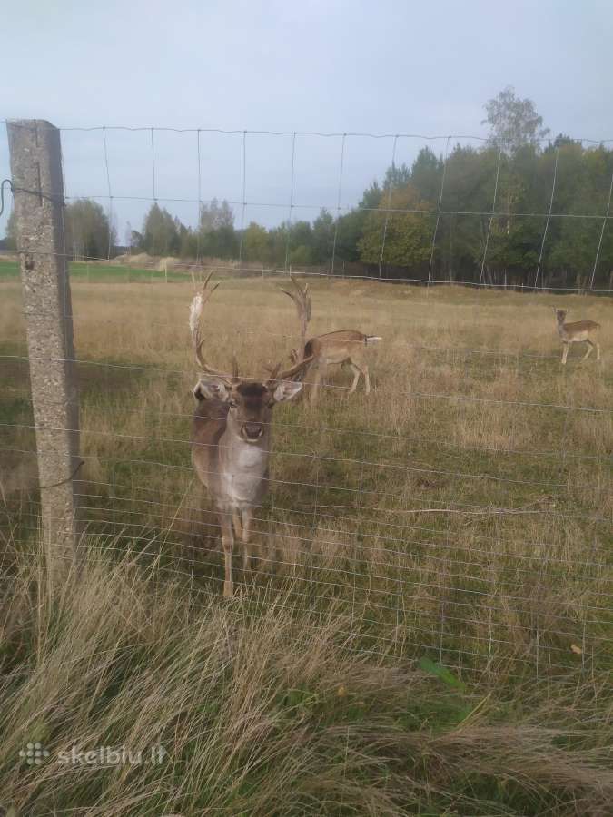 Parduodu Danielius. Patinai, pateles, jaunikliai - nuotraukos Nr. 16