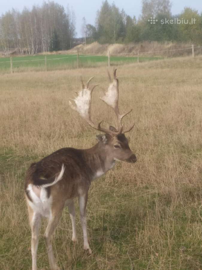 Parduodu Danielius. Patinai, pateles, jaunikliai - nuotraukos Nr. 19