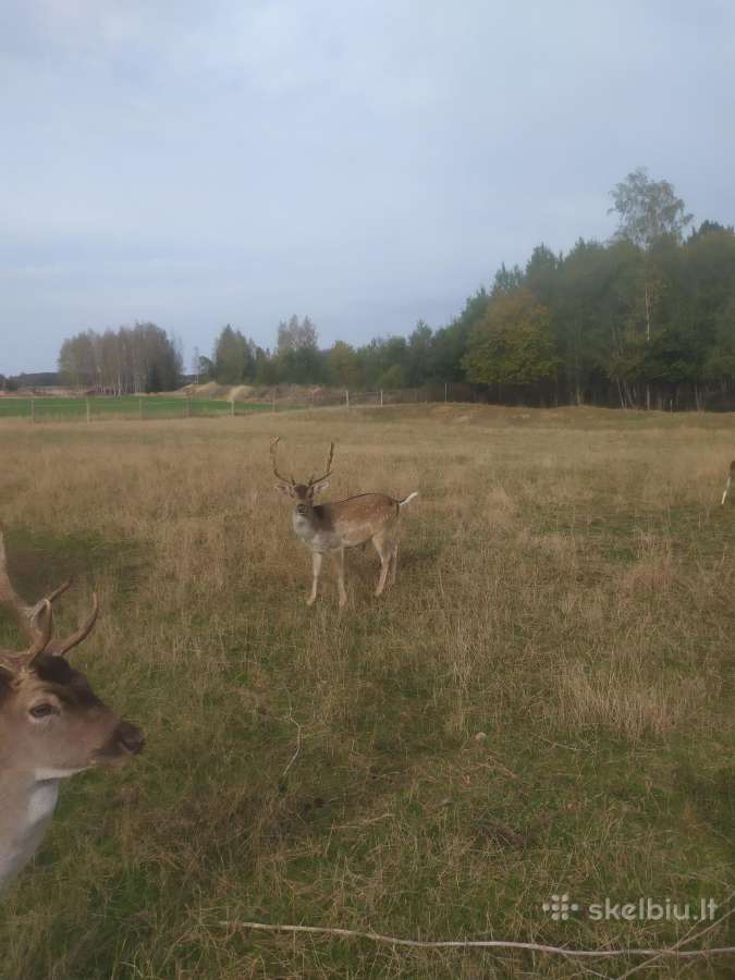 Parduodu Danielius. Patinai, pateles, jaunikliai - nuotraukos Nr. 20