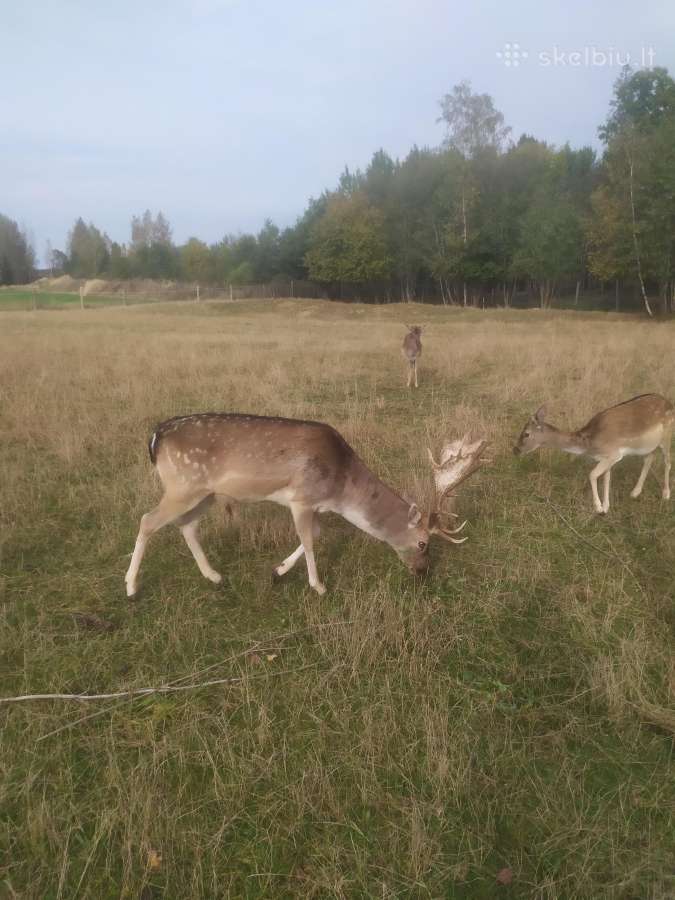 Parduodu Danielius. Patinai, pateles, jaunikliai - nuotraukos Nr. 21