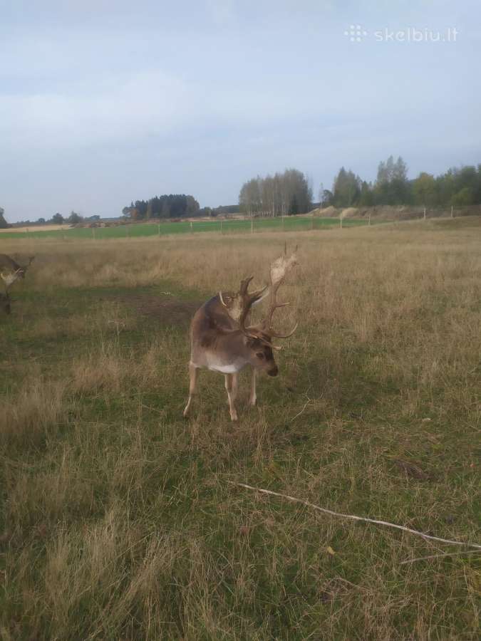Parduodu Danielius. Patinai, pateles, jaunikliai - nuotraukos Nr. 22