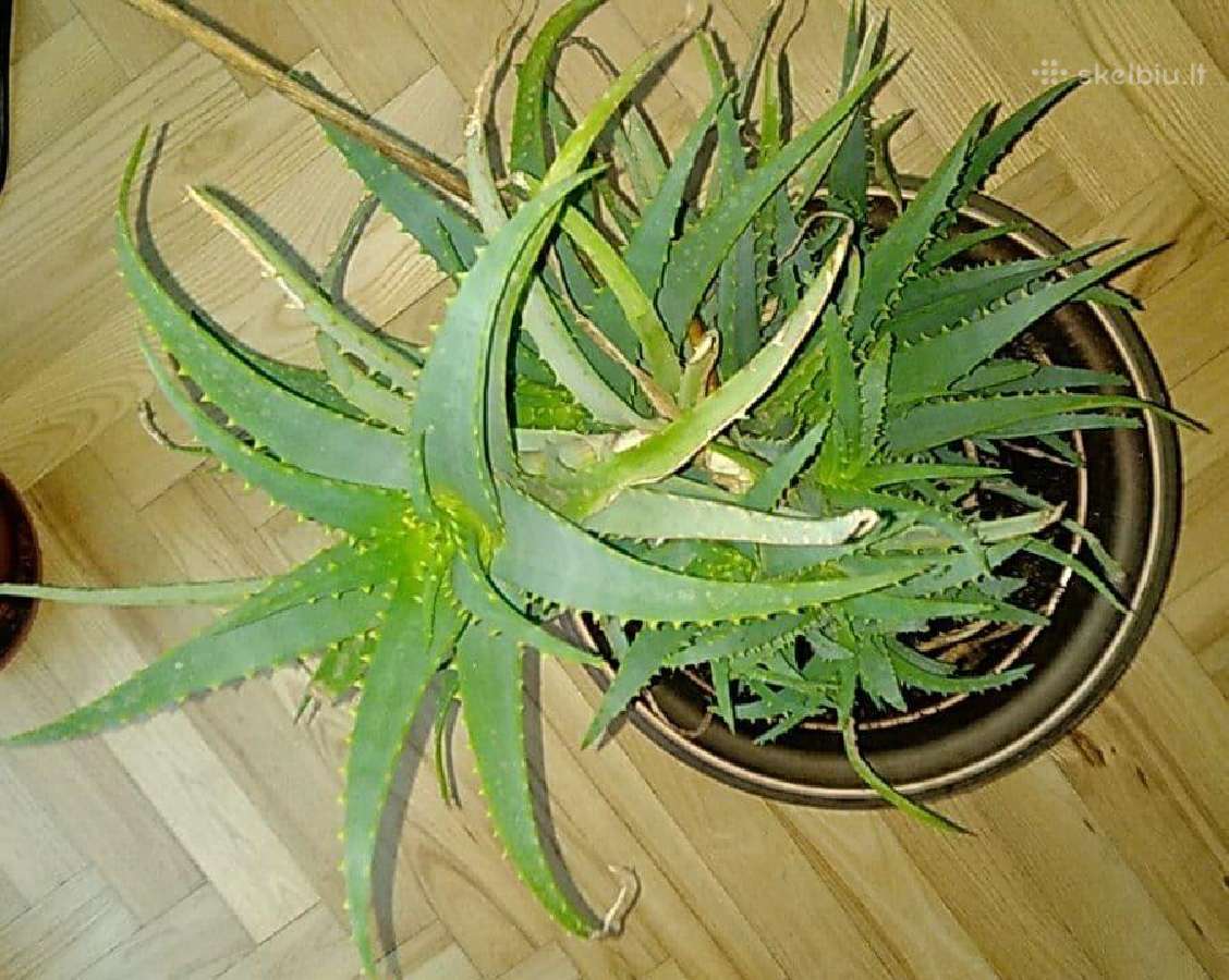 Alijošiai (lot. Aloe arborescens, Aloe maculata) - nuotraukos Nr. 5