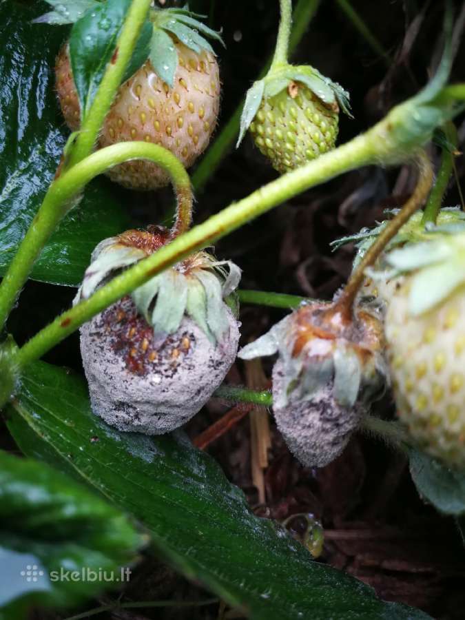 Bioproduktai augalams nuo ligų ir kenkėjų - nuotraukos Nr. 14