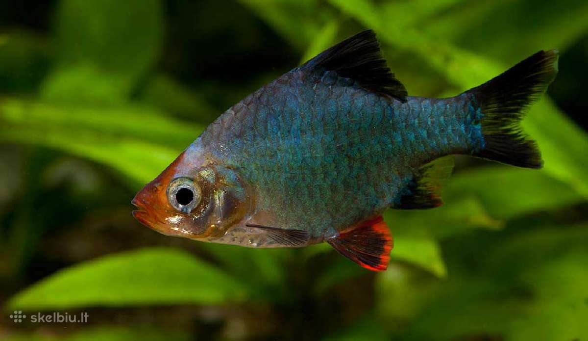 Akvariuminės žuvys - nuotraukos Nr. 2