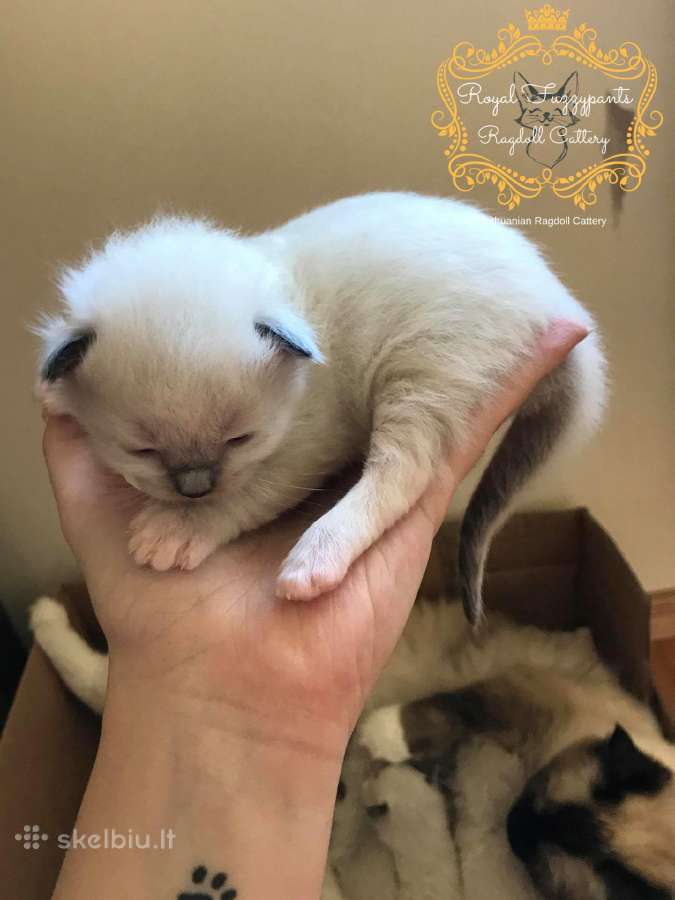 (Ragdoll /Skudurinukės) - nuotraukos Nr. 13