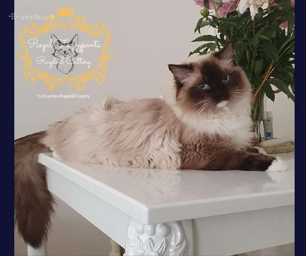 (Ragdoll /Skudurinukės) - nuotraukos Nr. 12