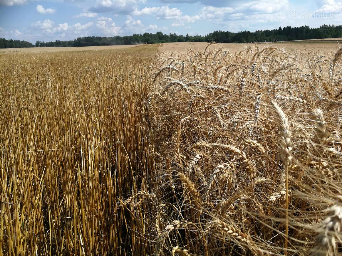 Sezonas artėja – dar galime pristatyti Shelbour - nuotraukos Nr. 23