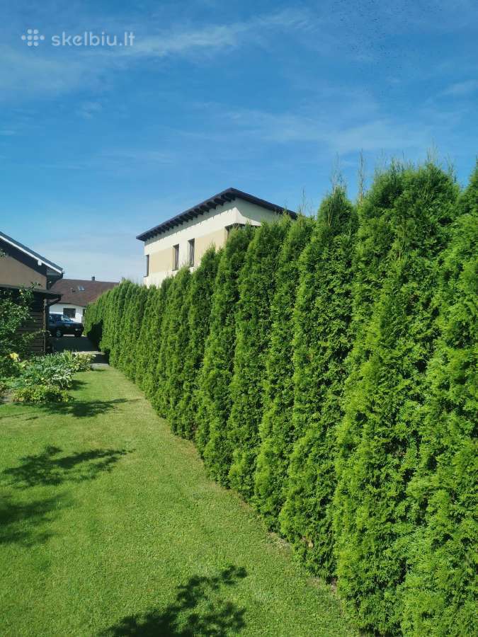 Olandiškos trąšos braškėms Mivena - nuotraukos Nr. 14