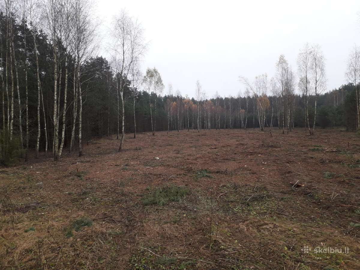 Biokuro gamyba, krūmų kirtimas - nuotraukos Nr. 3