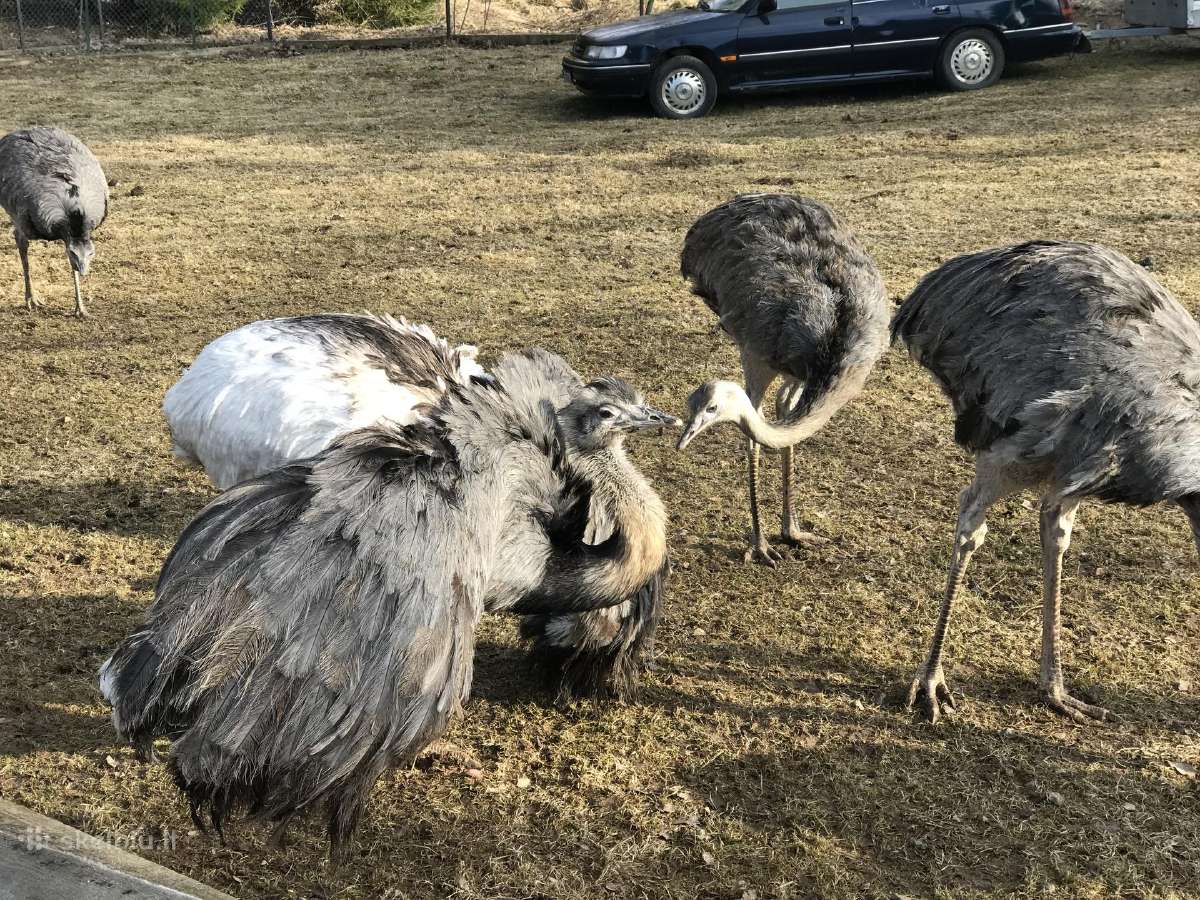 Nandu 150+50 - nuotraukos Nr. 16