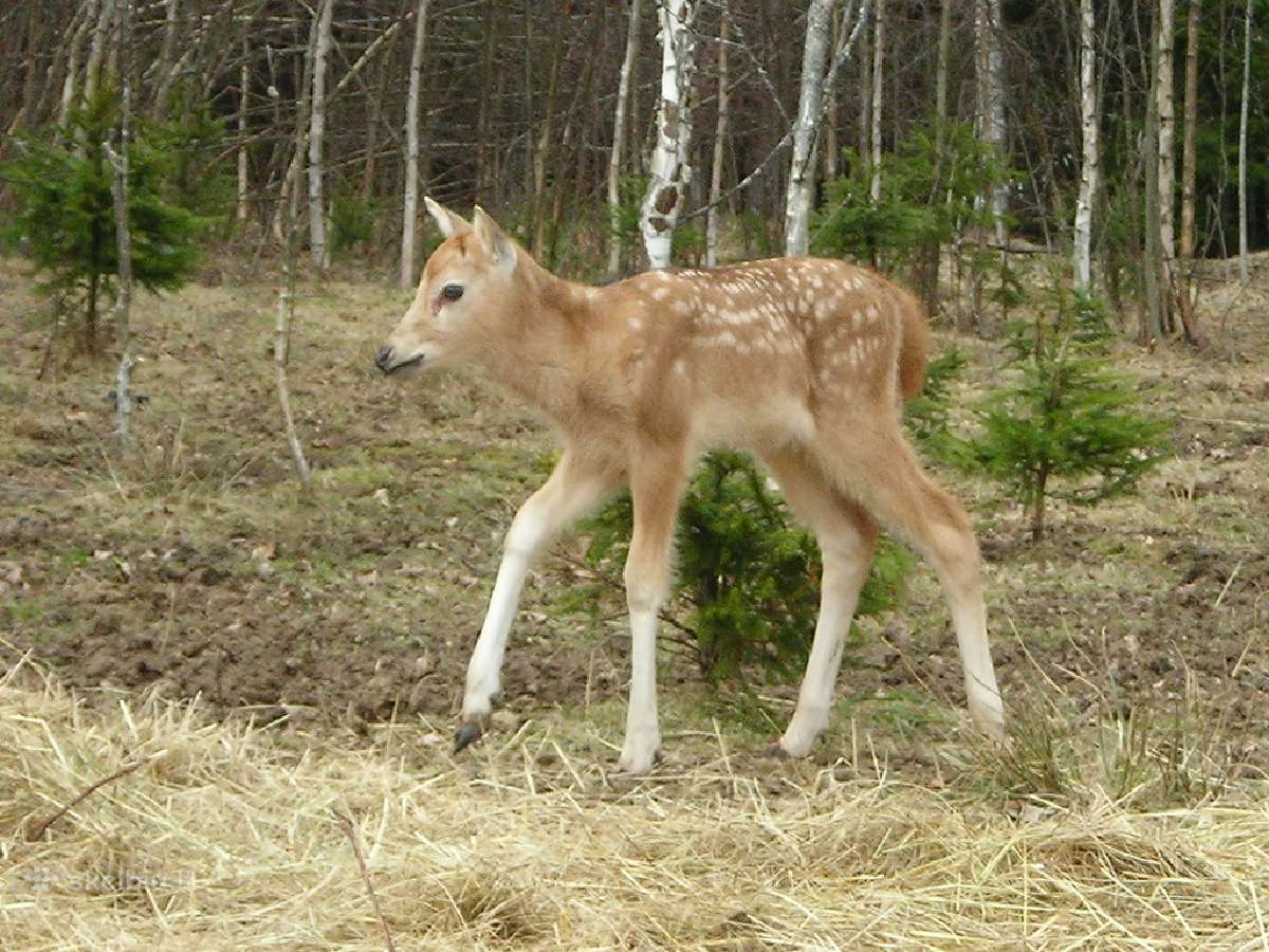 Danieliai jaukūs, perliniai, Dovydo elniai - nuotraukos Nr. 21