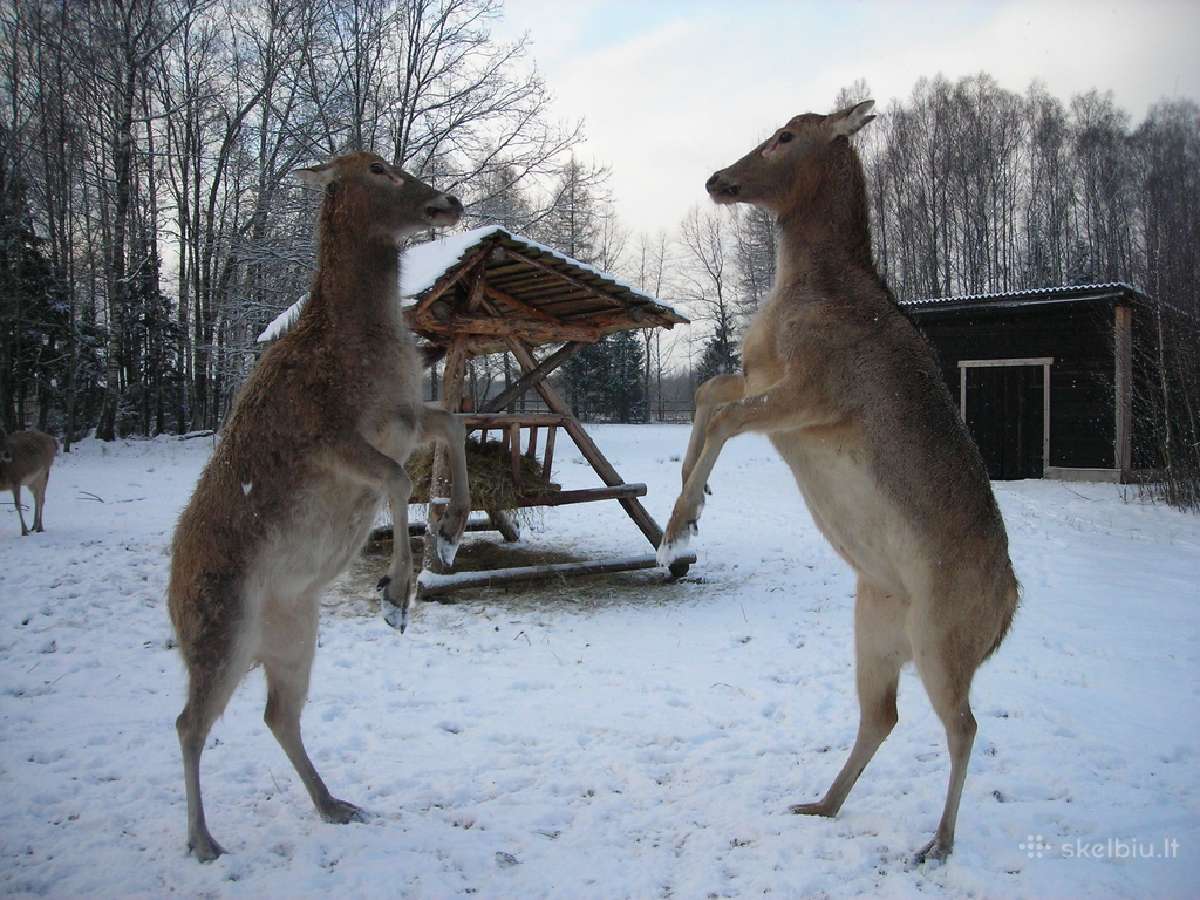 Danieliai jaukūs, perliniai, Dovydo elniai - nuotraukos Nr. 16
