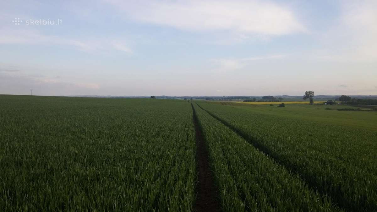 Išsinuomotų/pirktų Ž.ū paskirties žemės.