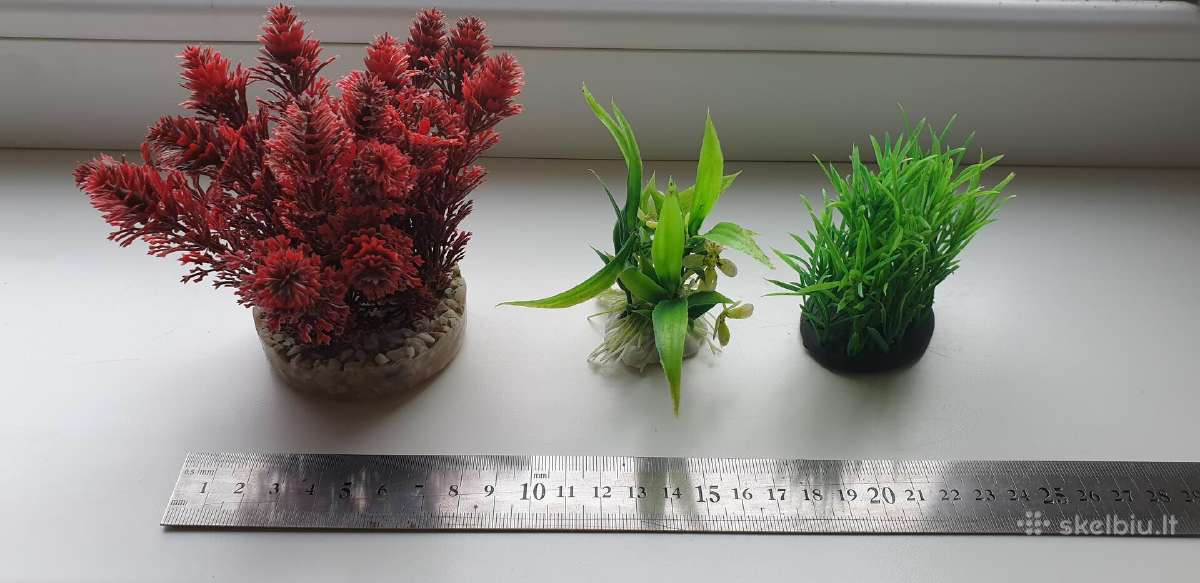 Akvariumo augalai - nuotraukos Nr. 26