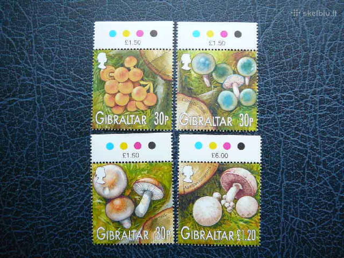 Grybai Gibraltaras svarus gb86