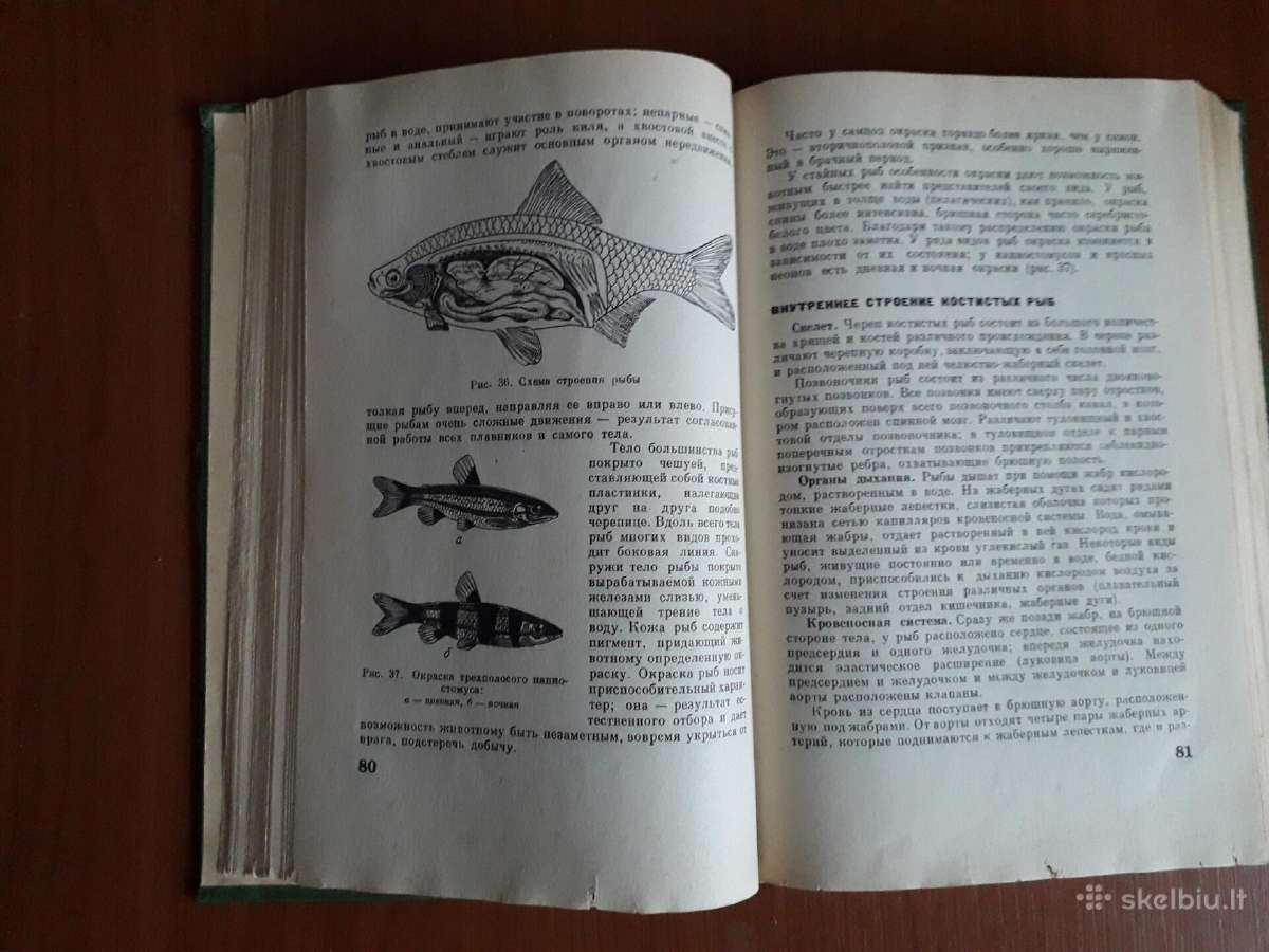 Акварюмное рыбоводство 1977 год. - nuotraukos Nr. 4