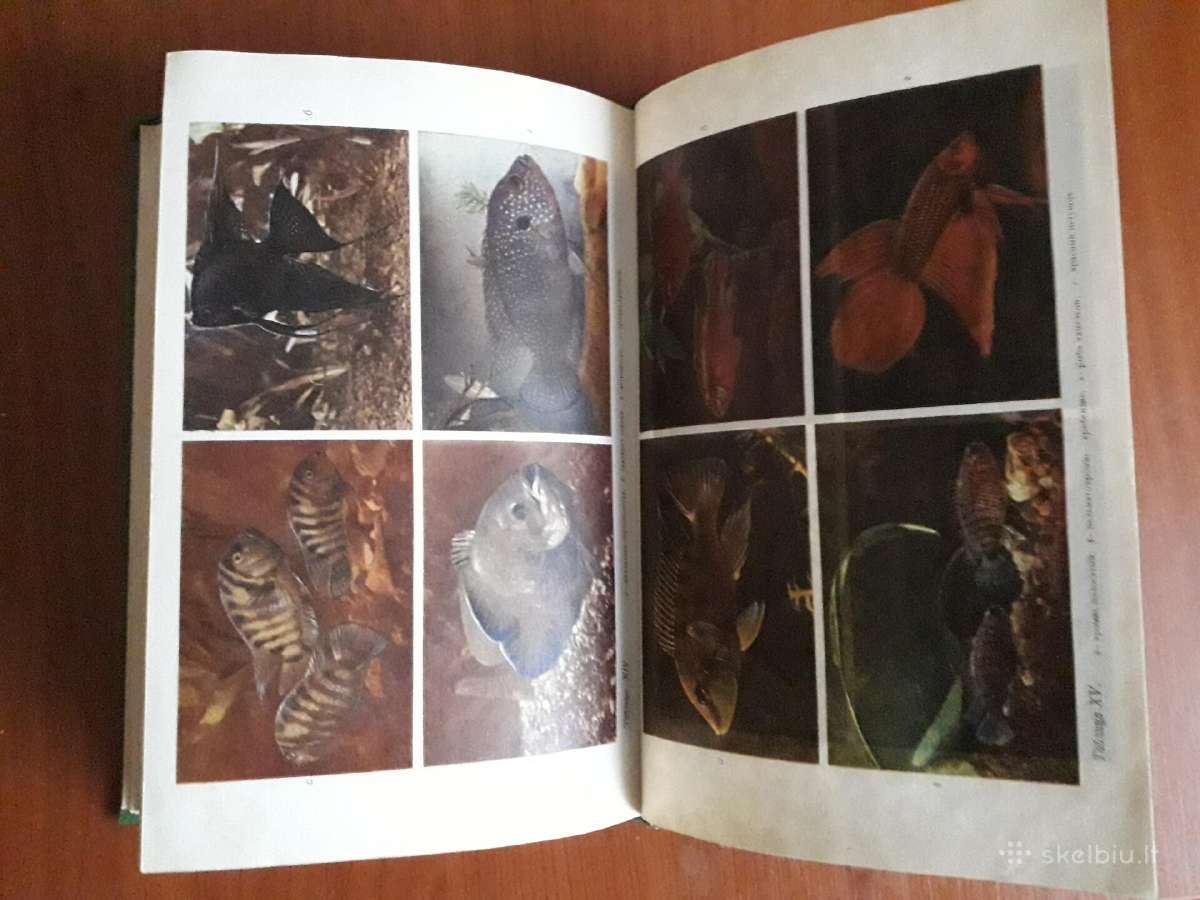 Акварюмное рыбоводство 1977 год. - nuotraukos Nr. 6