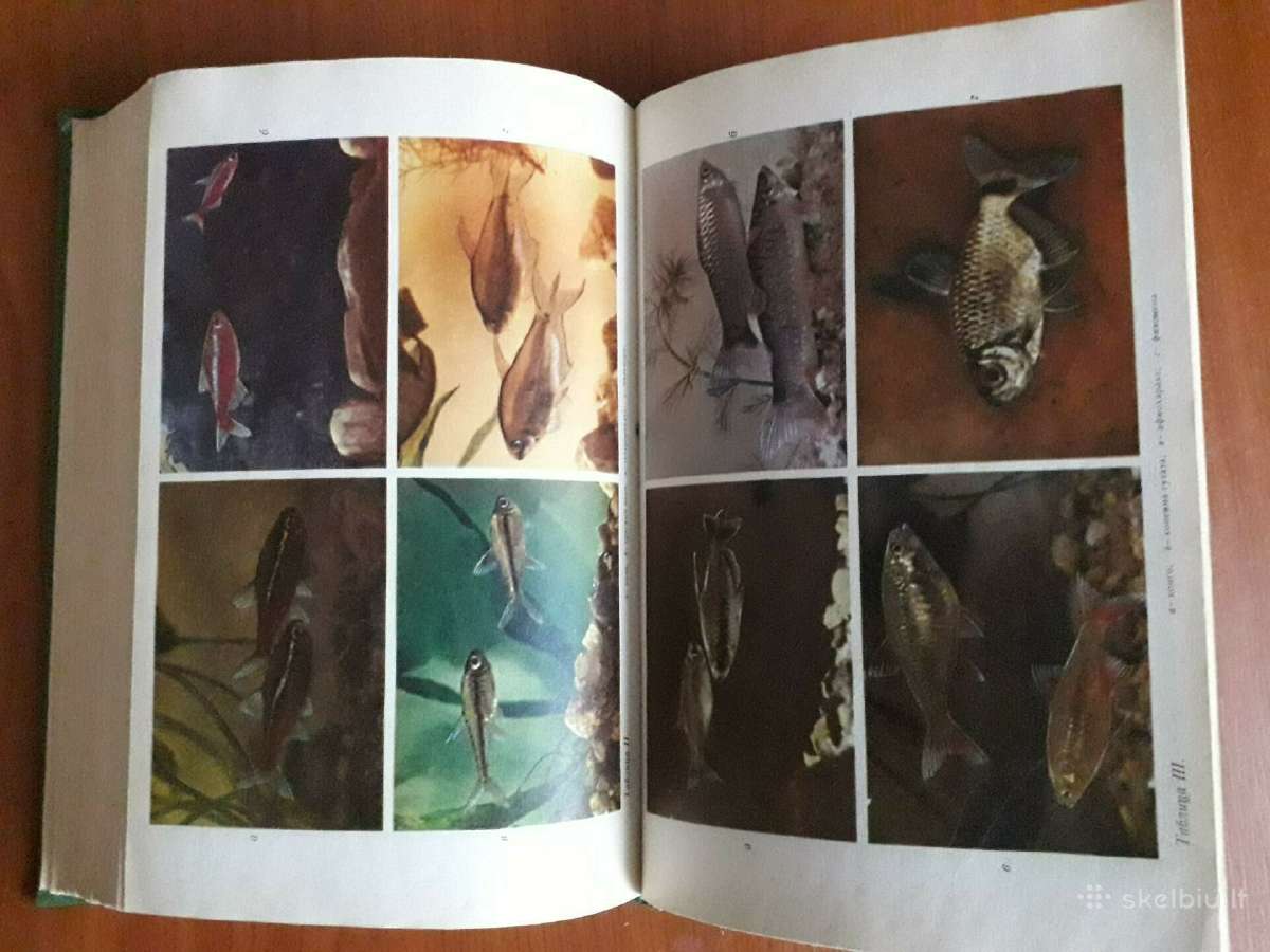 Акварюмное рыбоводство 1977 год. - nuotraukos Nr. 5