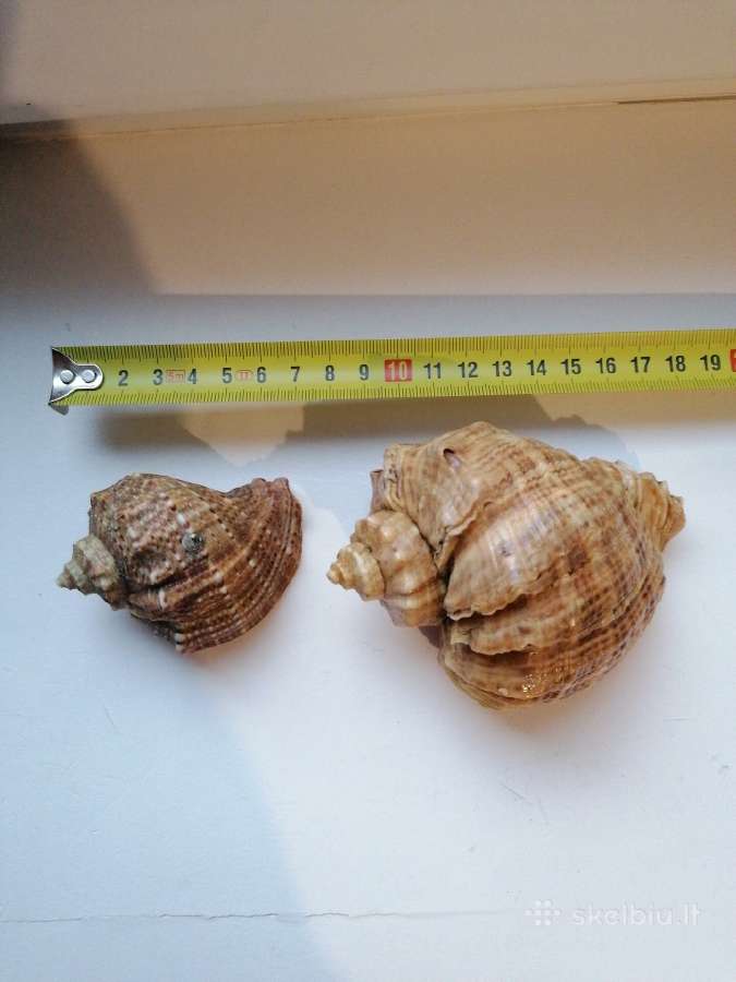 Kriauklės - nuotraukos Nr. 3