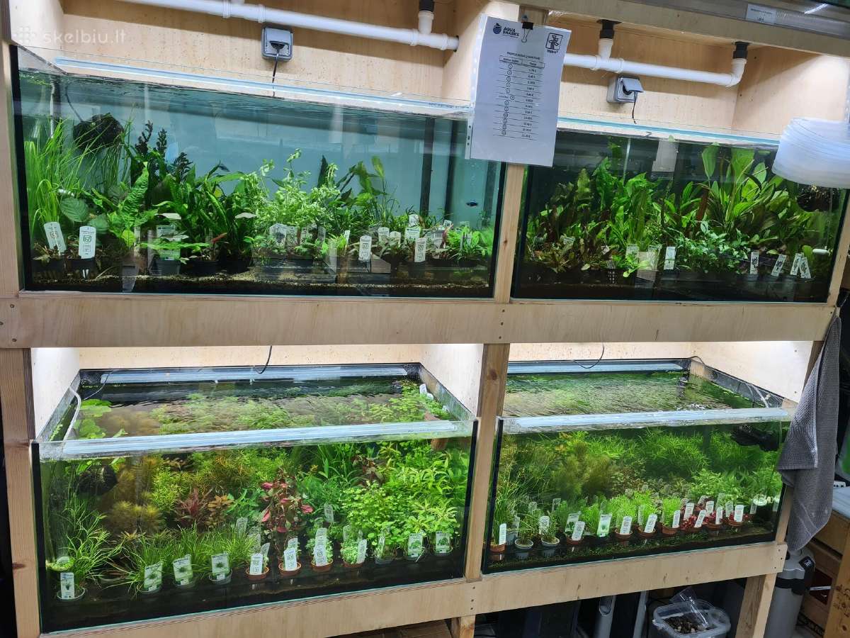 Gauta nauja augalų siunta iš Tropica (Danija) - nuotraukos Nr. 2