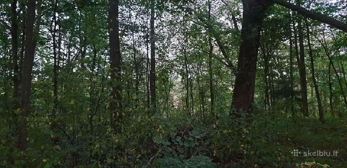 Nemokamai Apleistų sklypų tvarkymas - nuotraukos Nr. 2