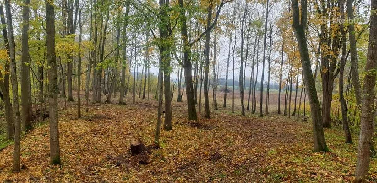 Nemokamai Apleistų sklypų tvarkymas
