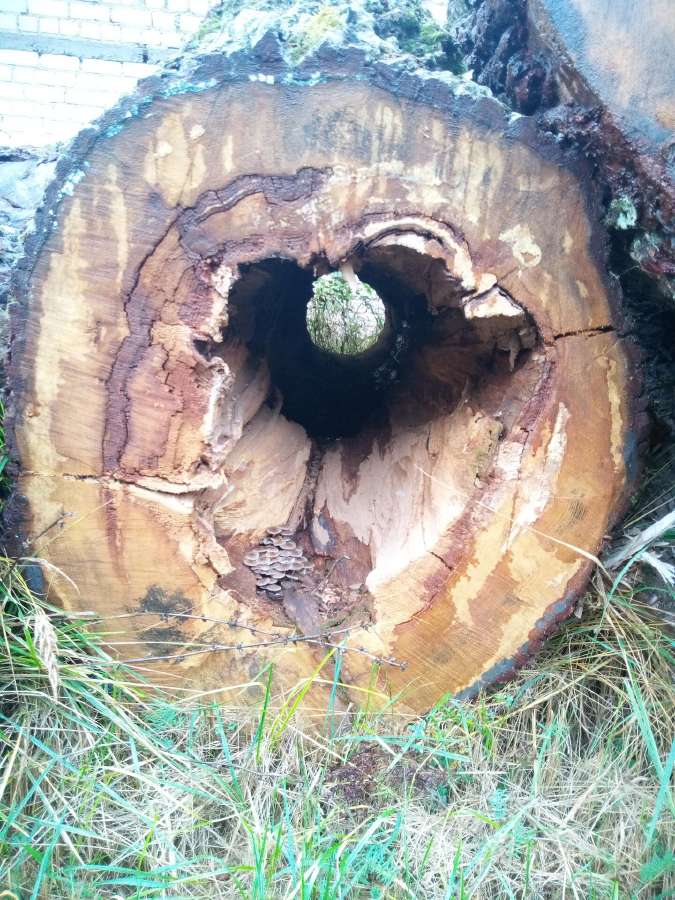 Azuolo,uosio dilės stalviršiam su epoxy ir be - nuotraukos Nr. 18