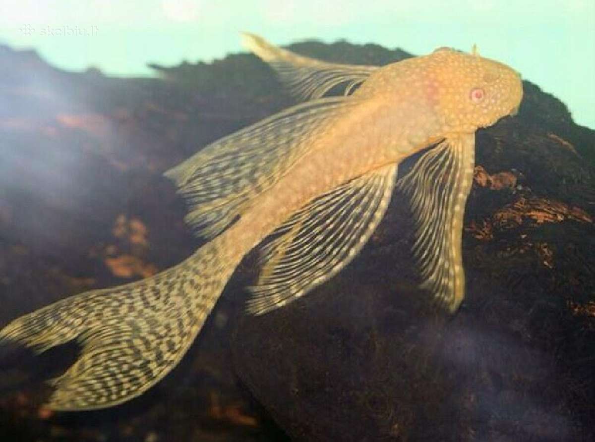 Ancitrusai albino ilgapelekiai.