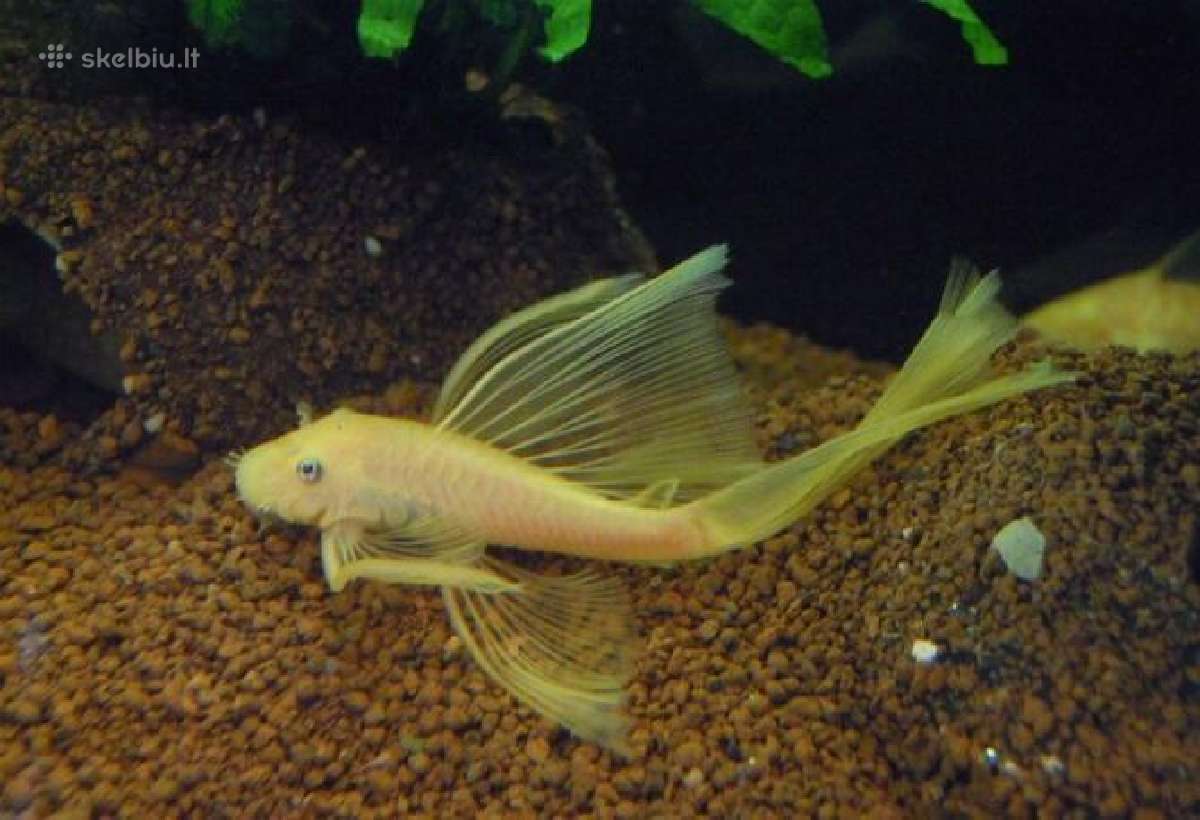 Ancitrusai albino ilgapelekiai. - nuotraukos Nr. 2
