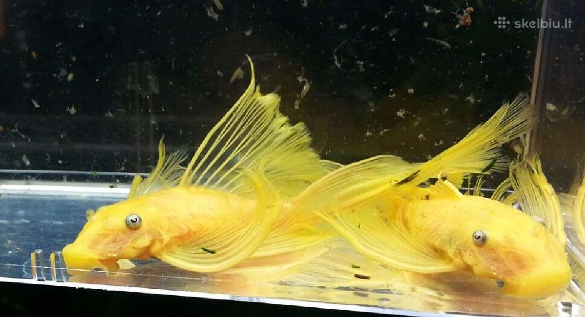Ancitrusai albino ilgapelekiai. - nuotraukos Nr. 3