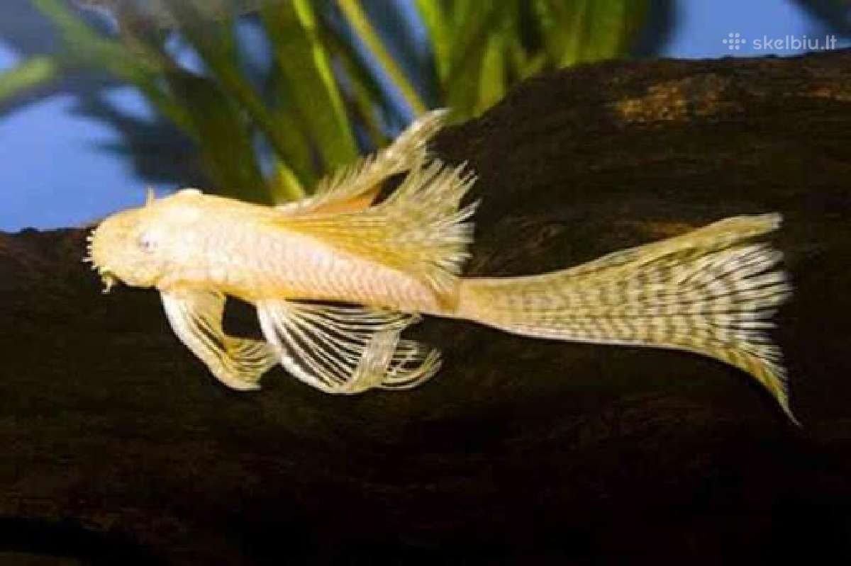 Ancitrusai albino ilgapelekiai. - nuotraukos Nr. 4