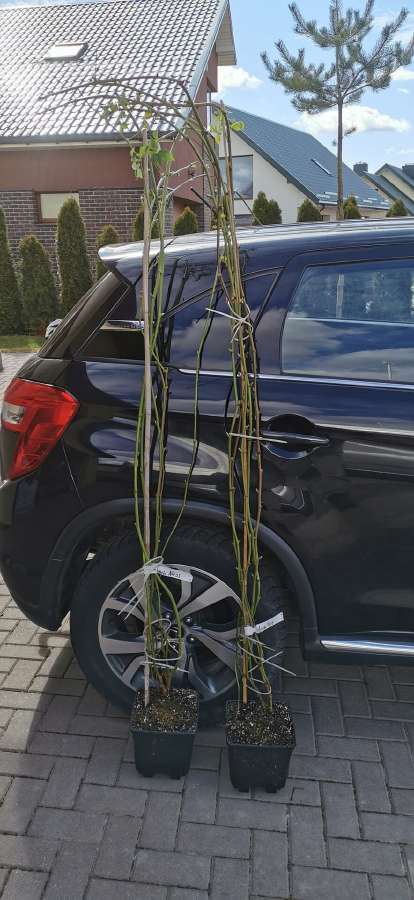 Olandiškos trąšos avietėms Mivena - nuotraukos Nr. 13