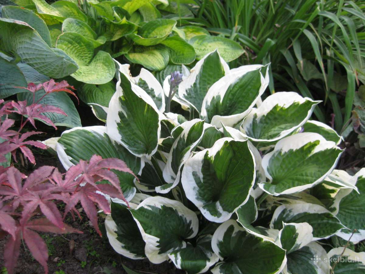 Parduodu melsves (hosta) ir pavėsio augalus - nuotraukos Nr. 6
