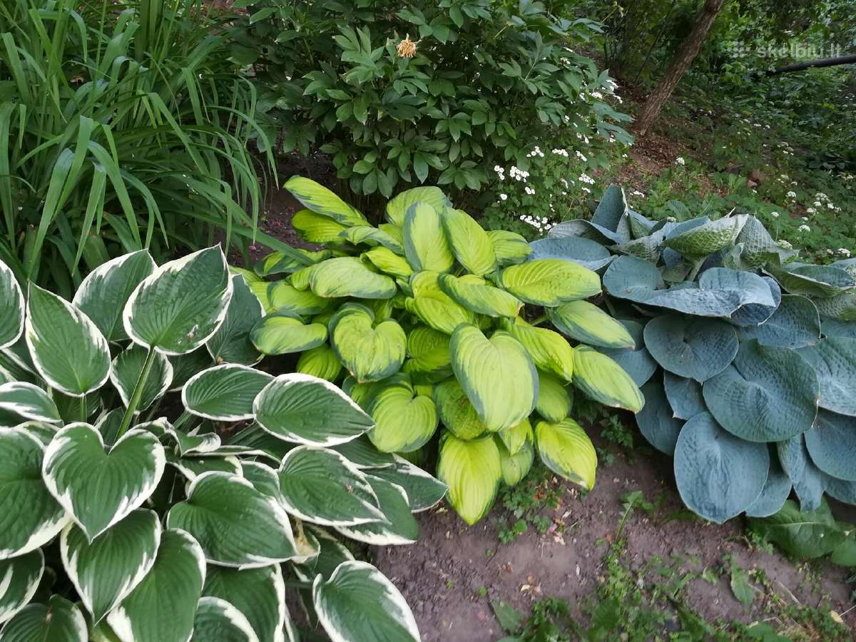 Parduodu melsves (hosta) ir pavėsio augalus - nuotraukos Nr. 19