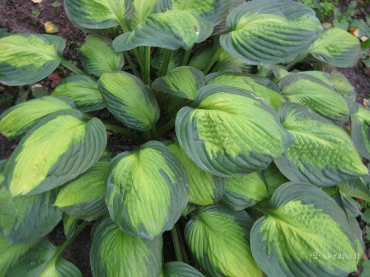 Parduodu melsves (hosta) ir pavėsio augalus - nuotraukos Nr. 20