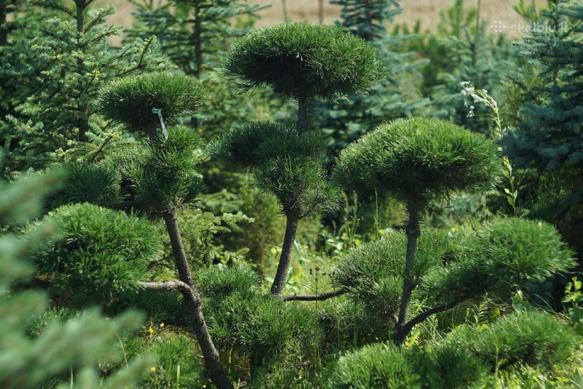 Pušys, tujos, maumedžiai, skroblai sodo bonsai - nuotraukos Nr. 2