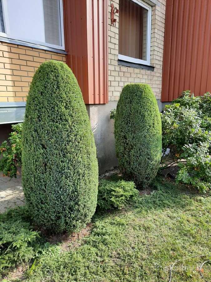 Atliekame įvairius kiemo, sodo darbus - nuotraukos Nr. 8