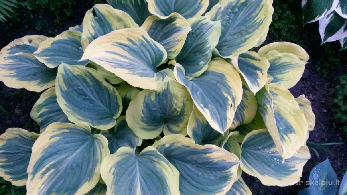 Parduodu melsves (hosta) ir pavėsio augalus - nuotraukos Nr. 18