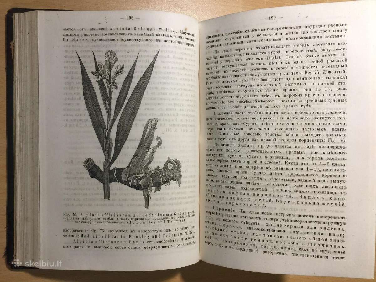 Фармакогнозия 1.к., В. Тихомиров, 1885 г. - nuotraukos Nr. 13