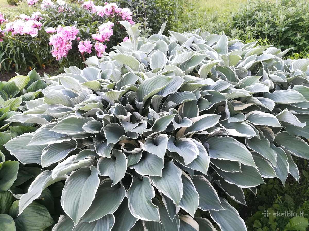 Parduodu melsves (hosta) ir pavėsio augalus - nuotraukos Nr. 21