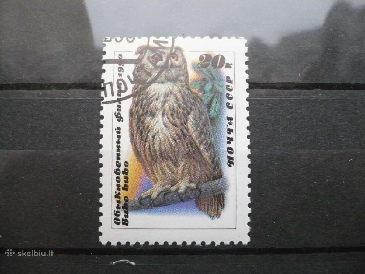 1990 pelėdos