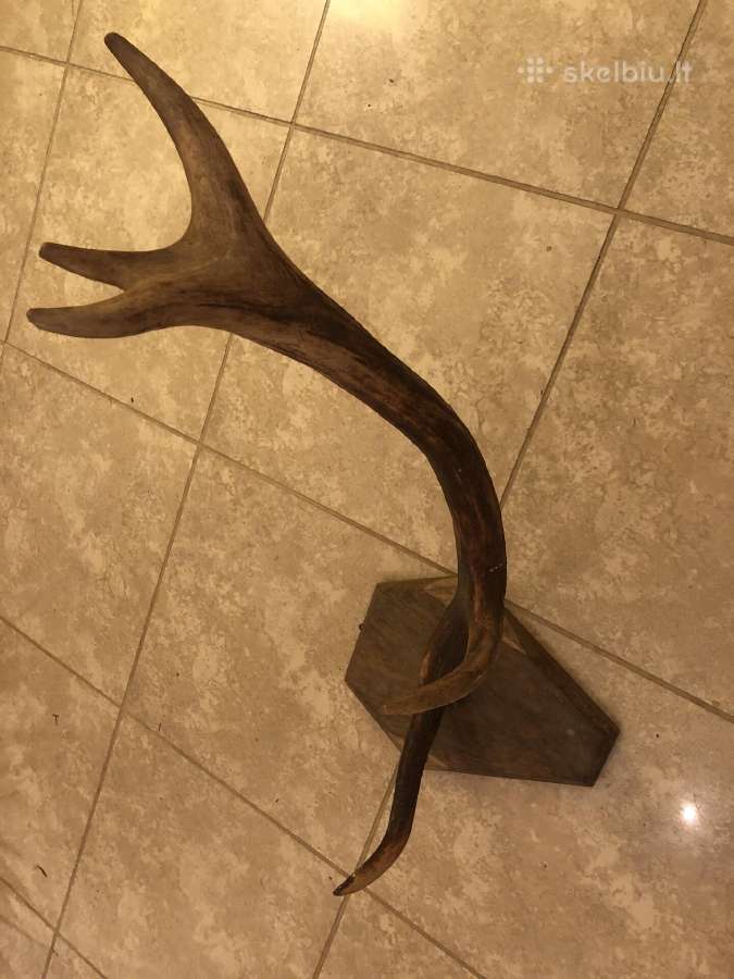 Elnio ragas su ąžuoliniu tvirtinimu. (~80 cm)