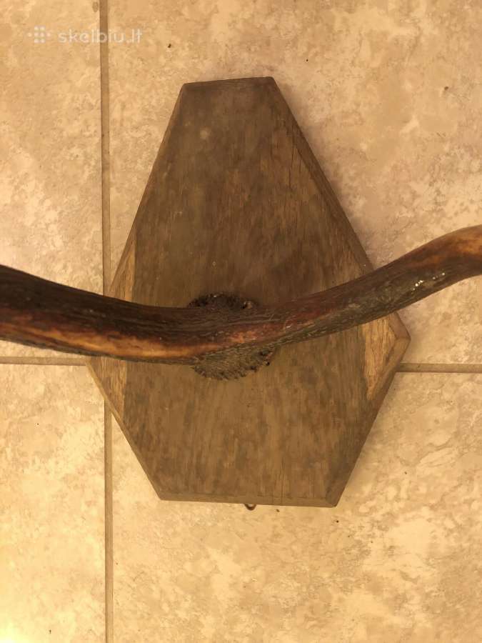 Elnio ragas su ąžuoliniu tvirtinimu. (~80 cm) - nuotraukos Nr. 2