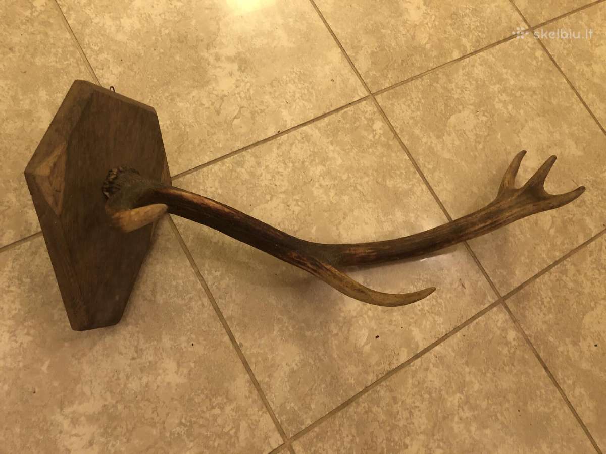 Elnio ragas su ąžuoliniu tvirtinimu. (~80 cm) - nuotraukos Nr. 4