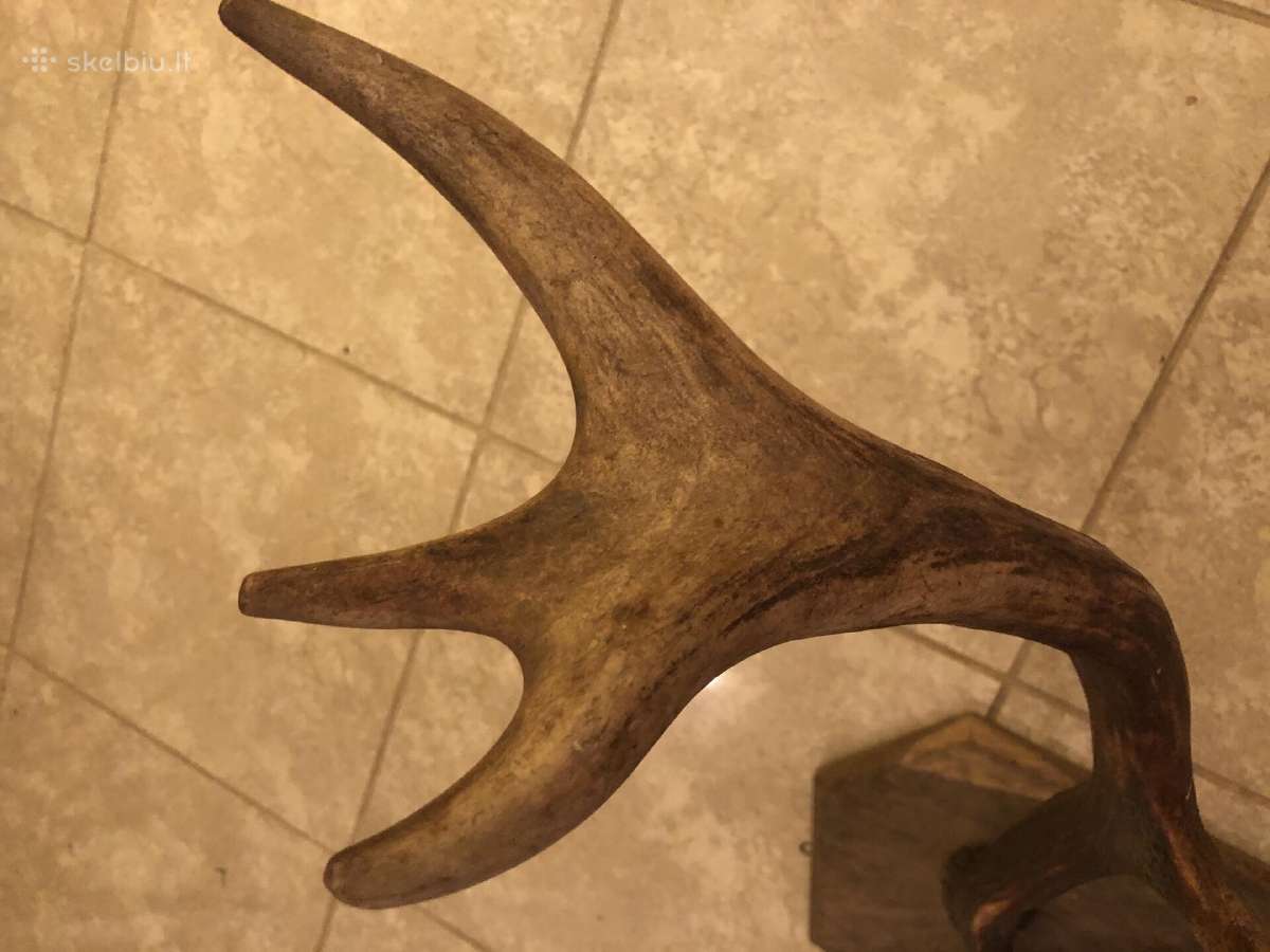 Elnio ragas su ąžuoliniu tvirtinimu. (~80 cm) - nuotraukos Nr. 5