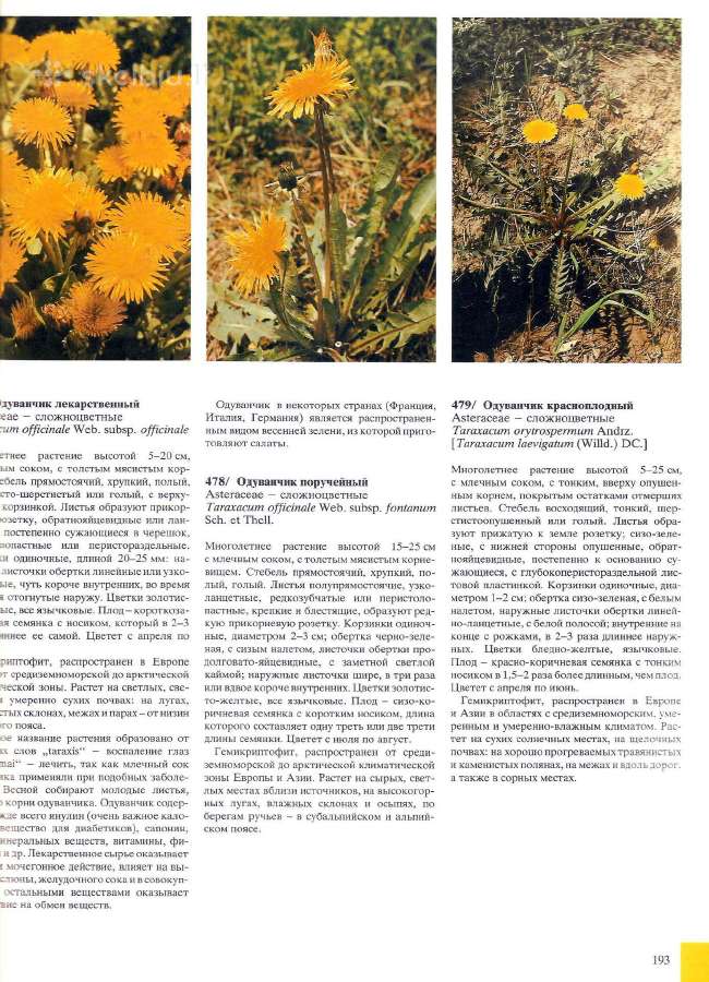 Augalų spalvotas Atlasas (Slovakija, rusu k.) - nuotraukos Nr. 4