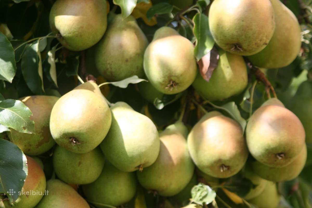 Obelų, kriaušių, slyvų ir kt sodinukai urmu -6 eur - nuotraukos Nr. 8
