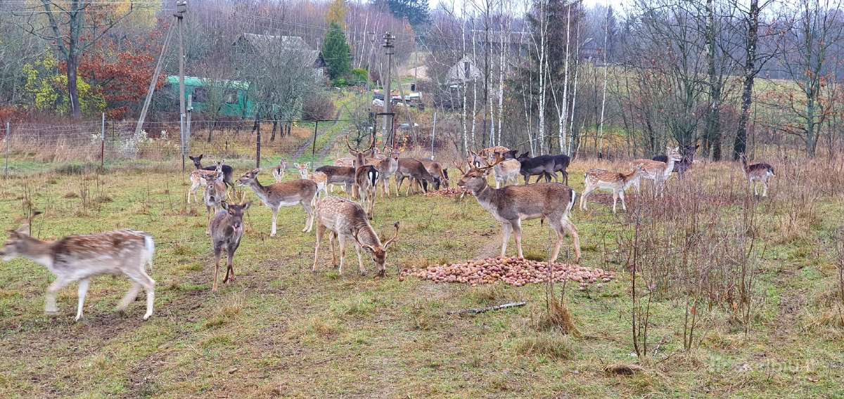Danieliai.parduodame Danielius, gyvus arba mėsai. - nuotraukos Nr. 2