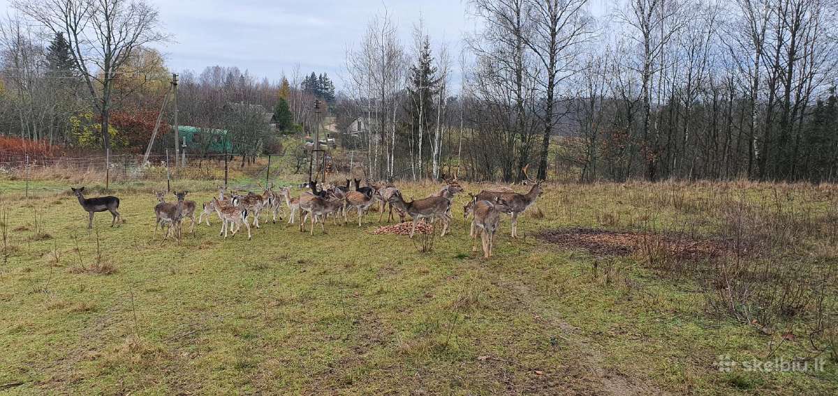 Danieliai.parduodame Danielius, gyvus arba mėsai. - nuotraukos Nr. 3